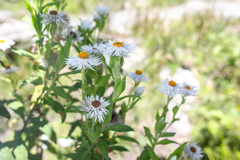 Coronidium boormanii