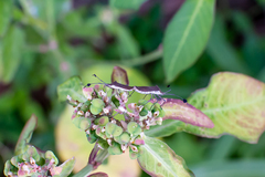 Chariesterus armatus