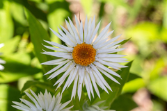 Coronidium boormanii