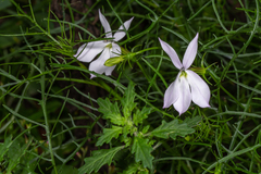 Lithotoma anethifolia