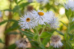 Coronidium boormanii