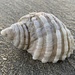 Cart-Rut Shell - Photo (c) Jane Percival, some rights reserved (CC BY-NC-SA)