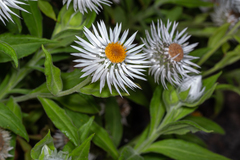 Coronidium boormanii