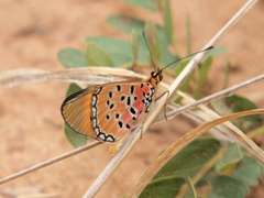 Acraea caldarena