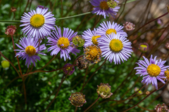 Brachyscome stuartii