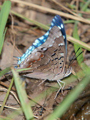 Charaxes guderiana guderiana
