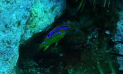 Parma alboscapularis