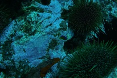 Parma alboscapularis