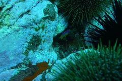 Parma alboscapularis