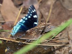 Charaxes guderiana guderiana