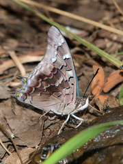 Charaxes guderiana guderiana
