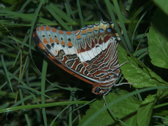 Charaxes saturnus