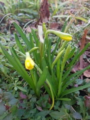 Narcissus pseudonarcissus