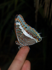 Charaxes saturnus