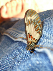 Acraea cabira