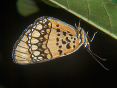 Byblia