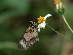 Acraea cabira