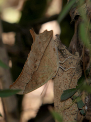 Charaxes varanes