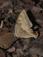 Charaxes macclounii