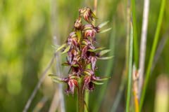 Genoplesium cuspidatum