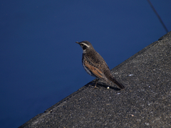Turdus eunomus