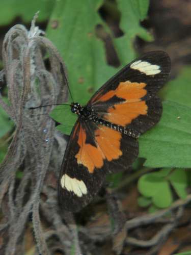 Yellow-banded Amber