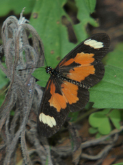 Acraea cabira