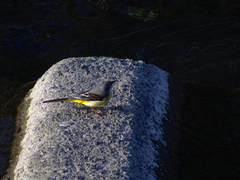 Motacilla cinerea