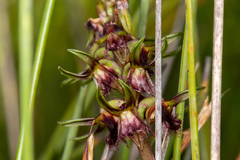 Genoplesium cuspidatum