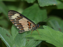Acraea cabira