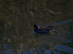 Gallinula chloropus