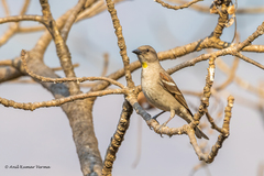 Yellow-Throated Sparrow photo 1
