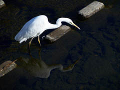 Ardea alba