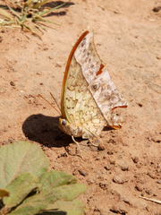 Charaxes varanes