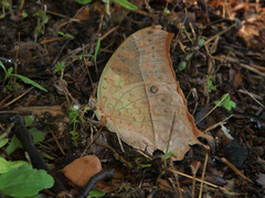 Charaxes varanes