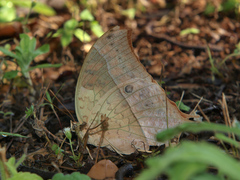 Charaxes varanes