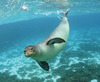Pinnipeds - Photo (c) flickker photos, some rights reserved (CC BY)