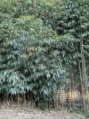 Chimonobambusa quadrangularis