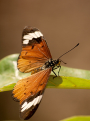 Acraea encedon