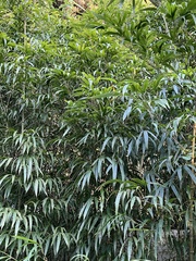 Chimonobambusa quadrangularis