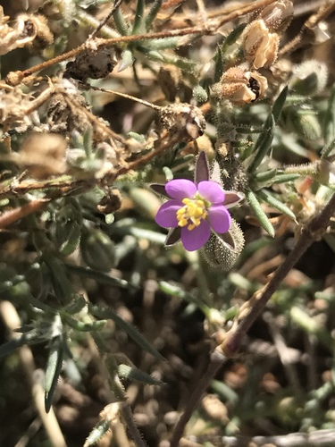 iNaturalist observation photo of Red Sand Spurrey