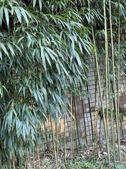 Chimonobambusa quadrangularis