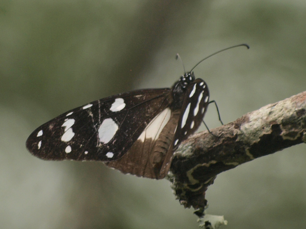 Amauris dannfelti