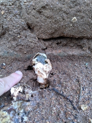 Itajahya galericulata