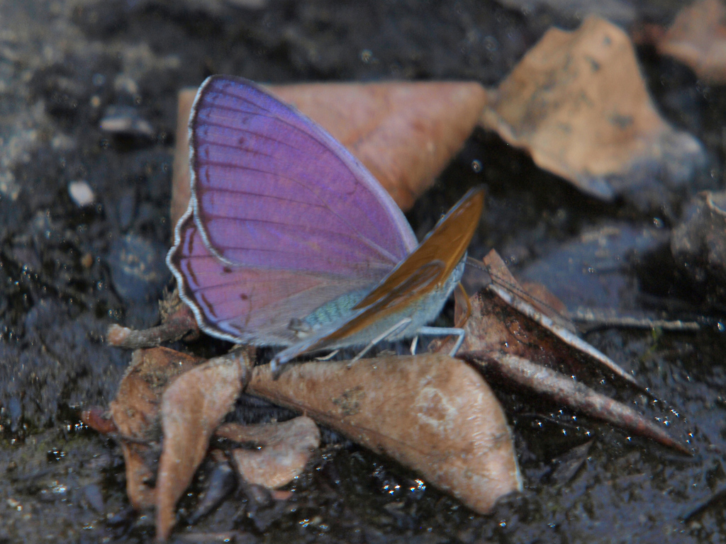 Tree nymphs