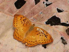 Pseudargynnis hegemone