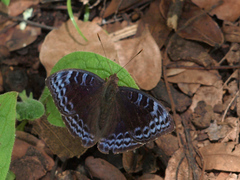 Euriphene iris