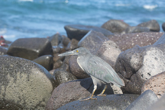 Butorides striata sundevalli