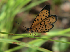 Pardopsis punctatissima
