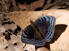 Euriphene iris